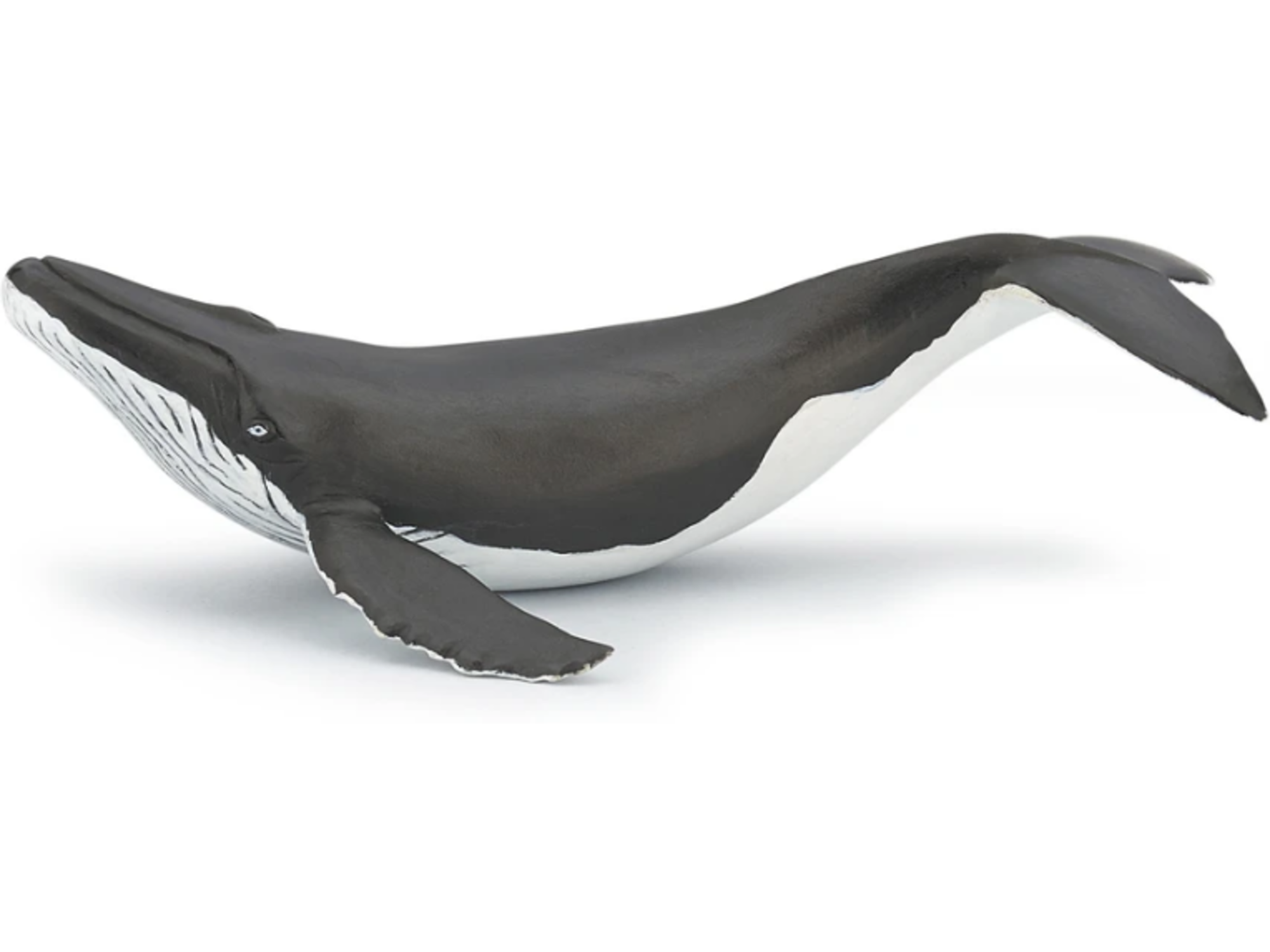 PAPO morske živali Mladiček kita grbavca