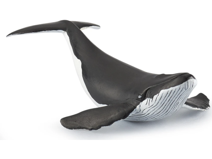 PAPO morske živali Mladiček kita grbavca