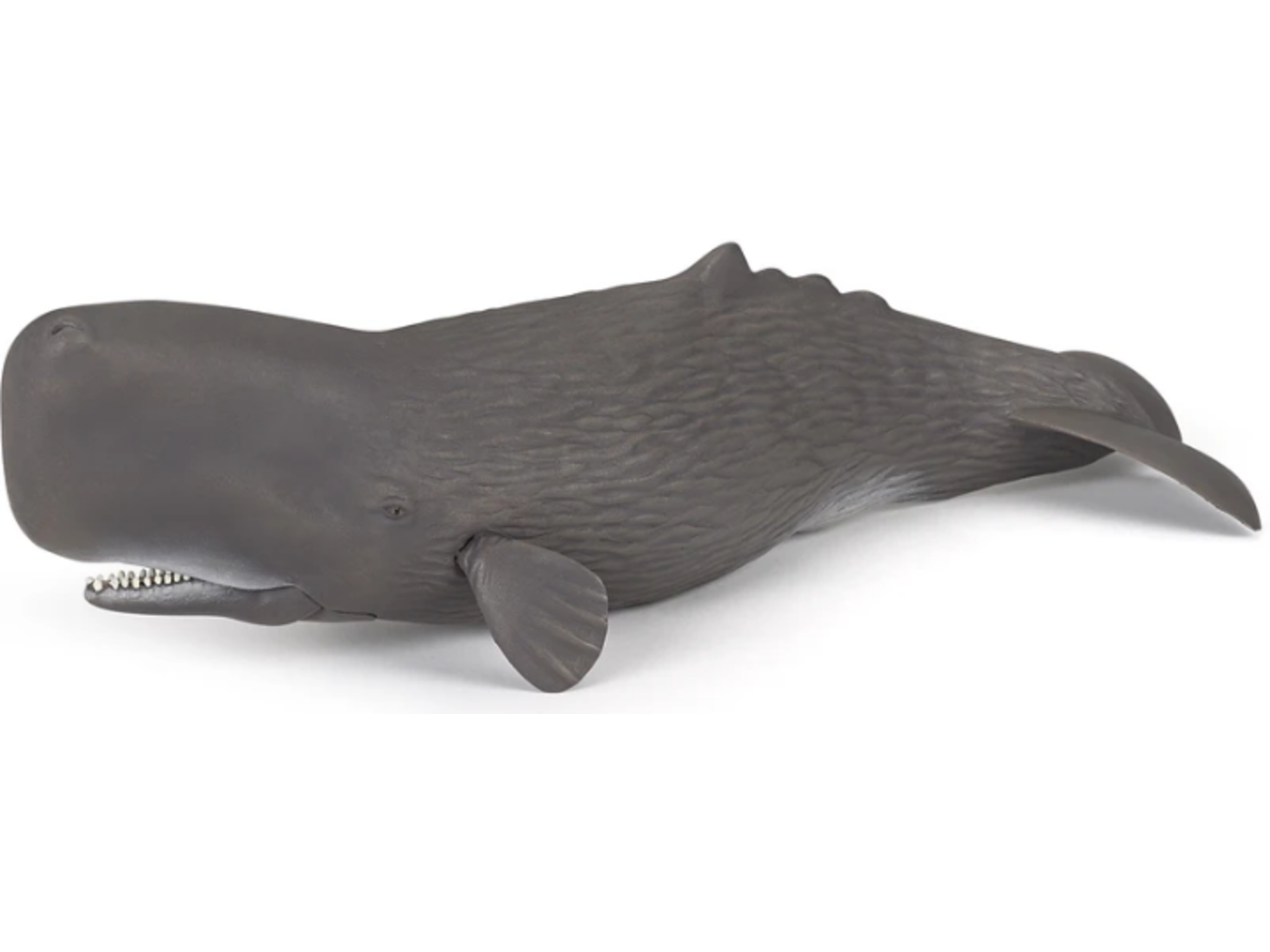 PAPO morske živali Kit glavač