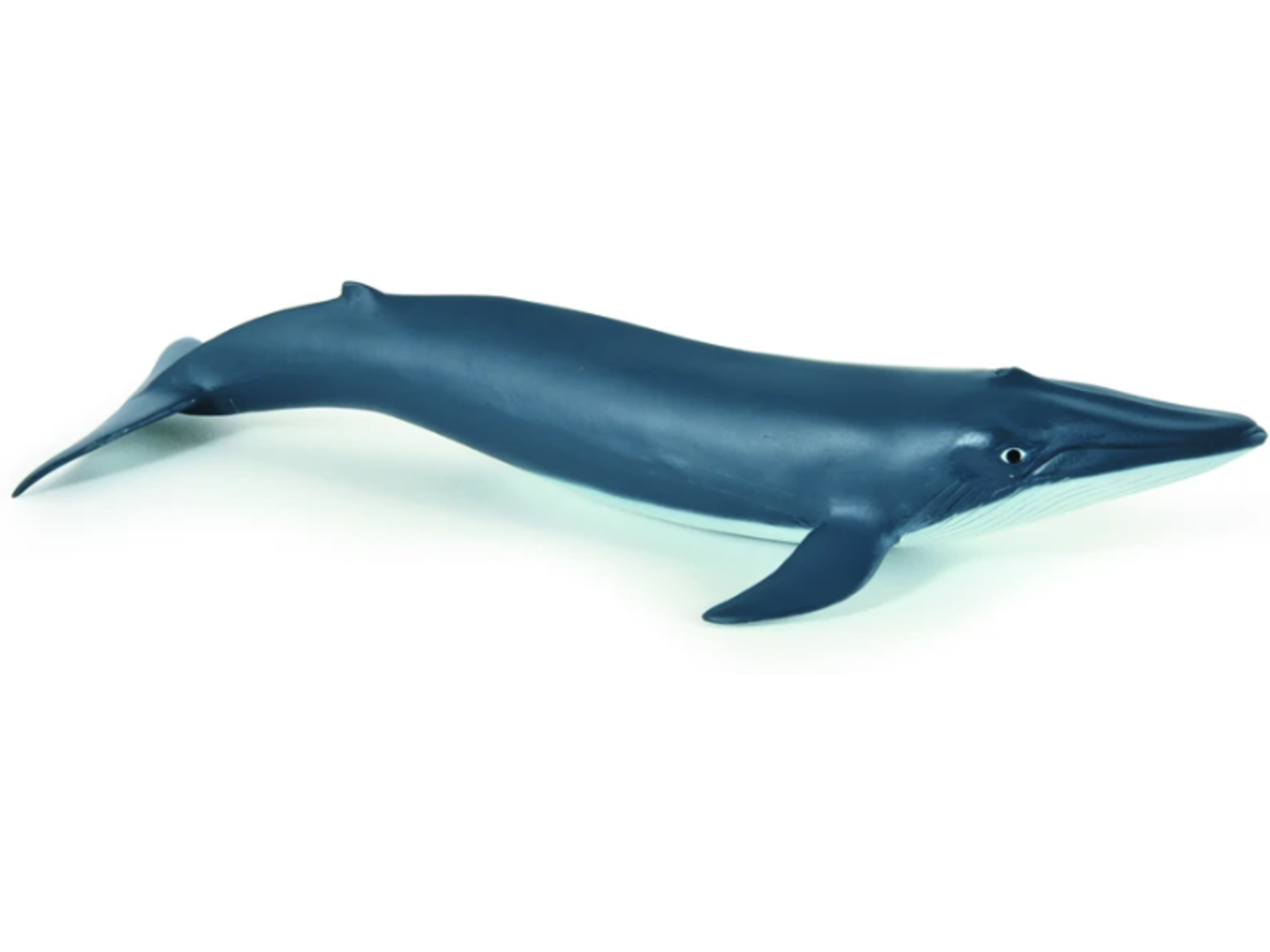 PAPO morske živali Mladiček modrega kita