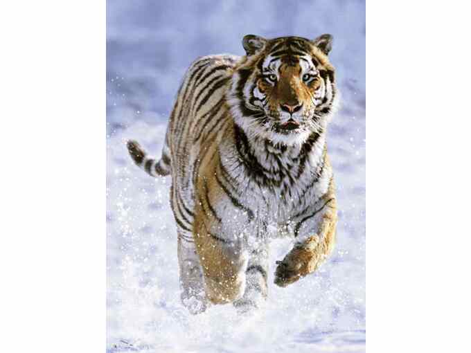 RAVENSBURGER 500 delna sestavljanka Tiger pozimi 14475