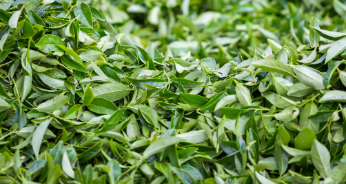 Cajevec.png Cajevec.png