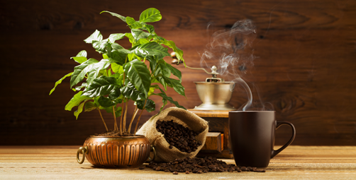 Kavovec.png Kavovec.png